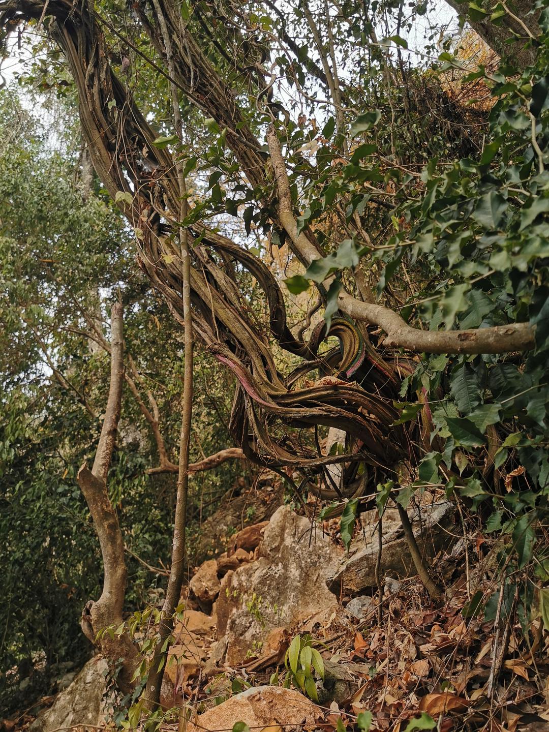 Ein angemalter Baum, warum keine Ahnung 