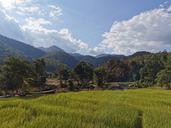 Bamboo Bridge 